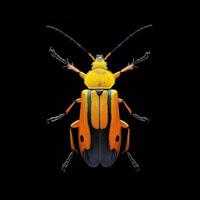 A bug with orange and black stripes on it's back photo