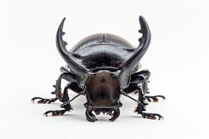 A large beetle with large horns on its head photo