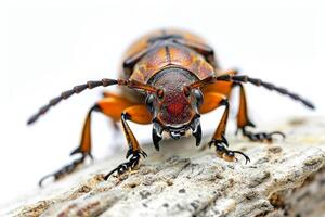 A large beetle with orange and black stripes on its back photo