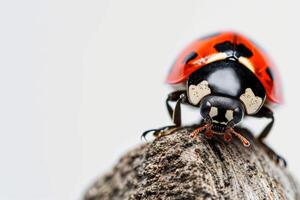 A ladybug is sitting on top of a piece of wood photo