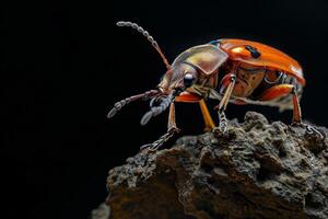 A beetle with orange and black stripes on its back photo