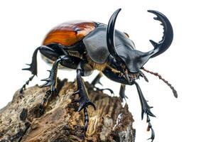 A large beetle with long horns on a piece of wood photo