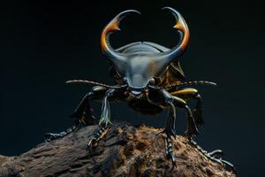 A large beetle with large horns on its back photo