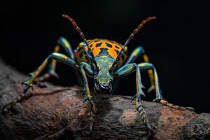 A bug with a colorful body and a black background photo