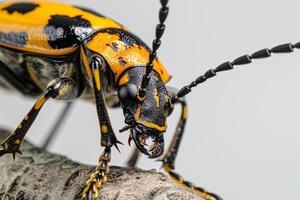 A beetle with black and yellow stripes on its back photo