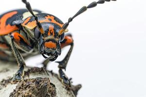 A close up of a beetle with black and orange spots photo