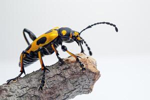 A beetle with black and yellow stripes photo