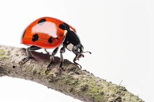 A ladybug is sitting on a branch photo