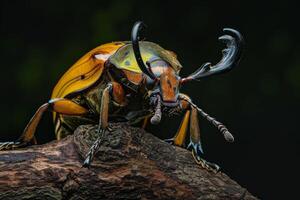 A beetle with large black and yellow wings photo