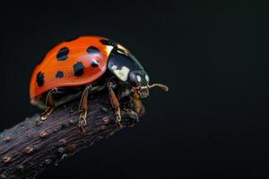 A ladybug is sitting on a branch photo