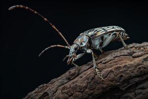 A bug with long legs and a long tail photo