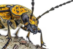 A beetle with black and yellow spots on its back photo
