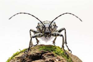 A bug with long legs standing on top of a rock photo
