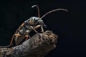 A bug with long legs and a long tail sitting on a branch photo