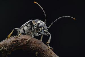 A beetle with long legs and a black and white body photo