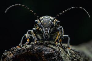 A close up of a beetle with black and yellow markings photo