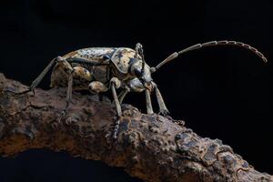 A large bug with long legs sitting on a branch photo