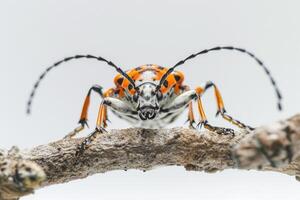 An orange and black bug with long legs photo
