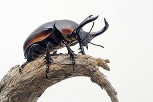 A large beetle with long horns sitting on a branch photo