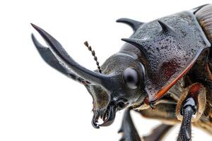 A close up of a large beetle with long horns photo
