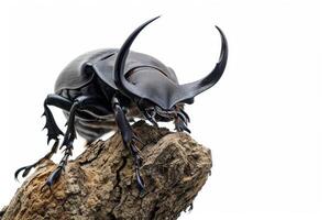 A large beetle with long horns on a rock photo