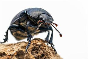 A beetle with black and brown markings on its back photo