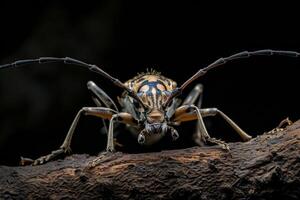 A bug with long legs and a black background photo
