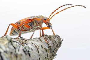 A bug with orange and black stripes on its back photo