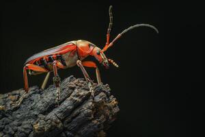 A beetle with orange and black stripes on its back photo