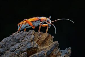 A bug with orange and black stripes on it's back photo