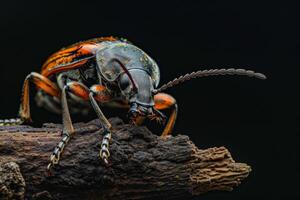 A beetle with orange and black stripes on its back photo