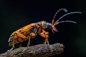 An orange and black bug with long legs photo