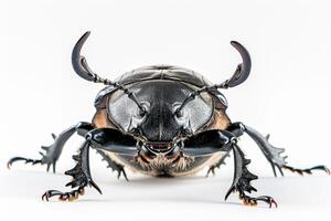 A large beetle with long horns on its back photo