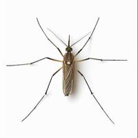 A mosquito with long legs and a long body photo