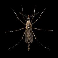 A mosquito with long legs and long wings photo