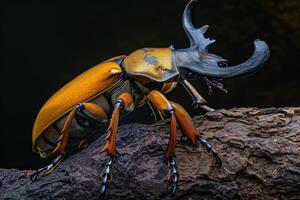 A large beetle with large horns on its back photo