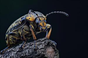 A beetle with black and yellow stripes sitting on a tree branch photo