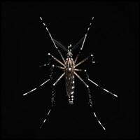 A mosquito with long legs and a black background photo