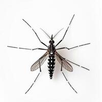 A mosquito with long legs and black spots photo