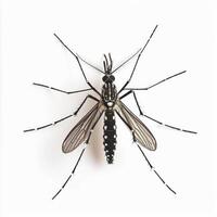 A mosquito with long legs and black and white stripes photo