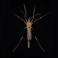 A mosquito with long legs and long wings photo