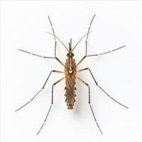 A mosquito is shown on a white background photo