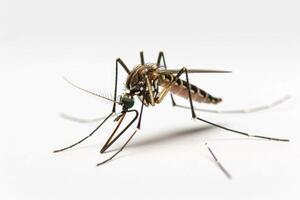 A mosquito with long legs and long legs photo