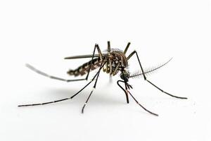 Mosquito bites are a common cause of mosquito bites photo