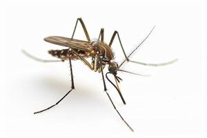 Mosquito on white background photo