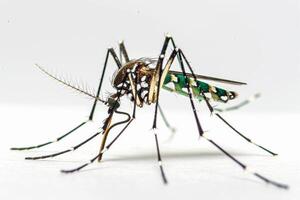 A mosquito with long legs and long legs photo
