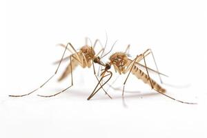 Mosquito bites are a common cause of mosquito bites photo