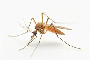 Mosquito with long legs and long legs photo