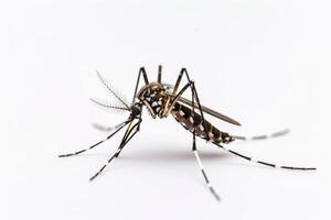 A mosquito on a white background photo