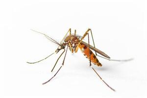 Mosquito on white background photo